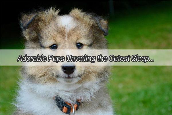 Adorable Pups Unveiling the Cutest Sleeping Poses of Puppyhood